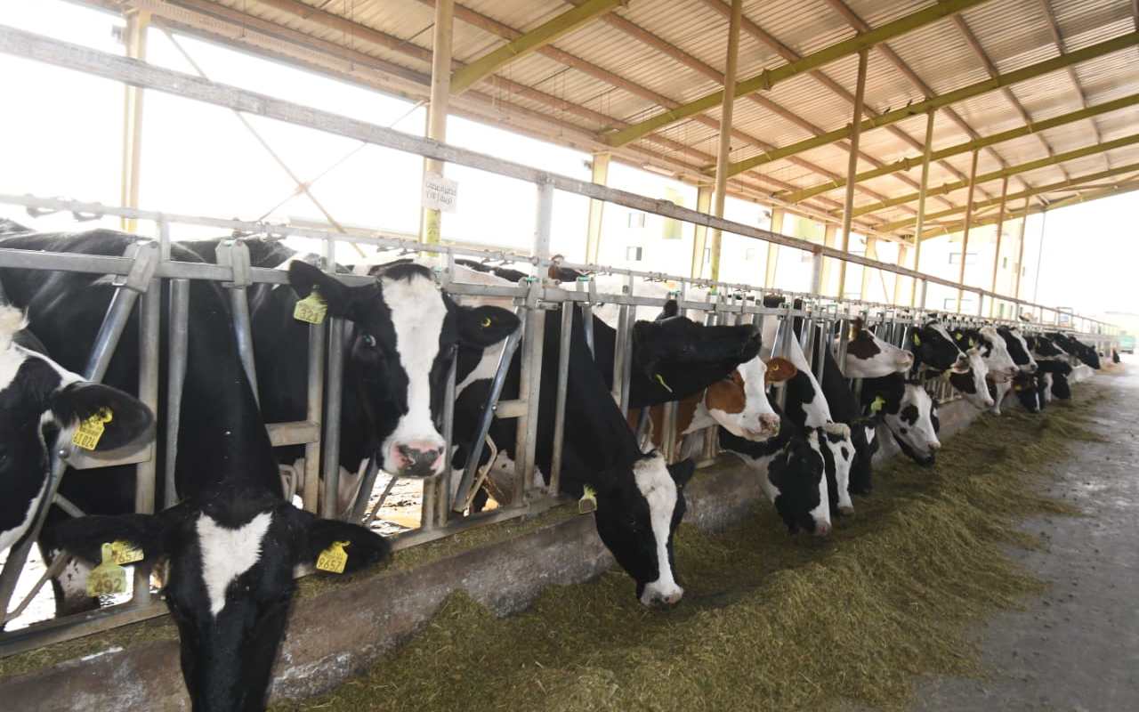 تنمية الثروة الحيوانية.. 3 مشروعات لزيادة إنتاج اللحوم الحمراء تنمية الثروة الحيوانية.. 3 مشروعات لزيادة إنتاج اللحوم الحمراء