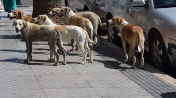 مفاجأة| نقابة الأطباء البيطريين تكذب القائمة المتداولة عن الكلاب المحظور حيازتها