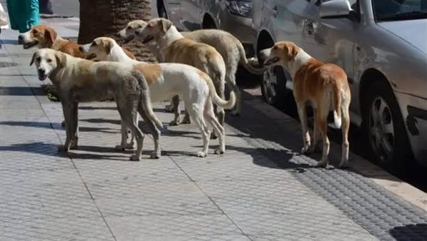مفاجأة| نقابة الأطباء البيطريين تكذب القائمة المتداولة عن الكلاب المحظور حيازتها مفاجأة| نقابة الأطباء البيطريين تكذب القائمة المتداولة عن الكلاب المحظور حيازتها