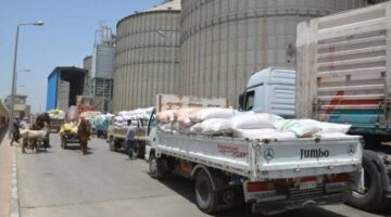 توريد 3408 طن و 684 كيلو قمح للشون والصوامع بالقليوبية