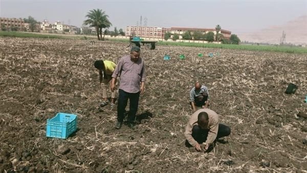 زراعة الأقصر تطلق مرحلة جديدة لزراعة قصب السكر بالشتلات وتقنيات حديثة زراعة الأقصر تطلق مرحلة جديدة لزراعة قصب السكر بالشتلات وتقنيات حديثة