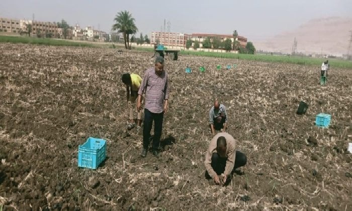 بدء زراعة محصول قصب السكر عن طريق الشتلات في الأقصر بدء زراعة محصول قصب السكر عن طريق الشتلات في الأقصر