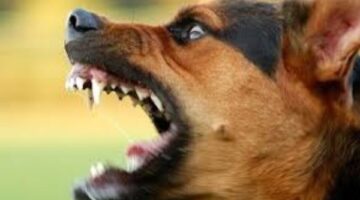 مؤسسات بحثية ووزارات .. جهات يجوز لها حيازة الحيوانات الخطرة