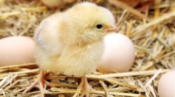 شعبة الدواجن: السعر العادل للكتكوت لا يتخطى الـ20 جنيهًا