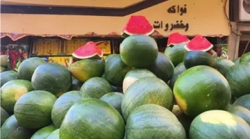 شعبة الفاكهة تكشف موعد تراجع أسعار البطيخ في الأسواق