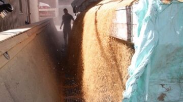 أخبار أسوان: توريد للقمح ودورات لقومي المرأة بقرى «حياة كريمة» وجهود للنظافة العامة تلبية لمطالب أهالي المحافظة