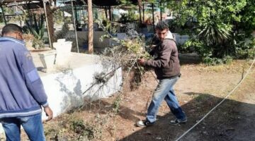 استمرار جهود رفع كفاءة المسطحات الخضراء والجزر الوسطى بمحيط مقابر مدينة بورفؤاد