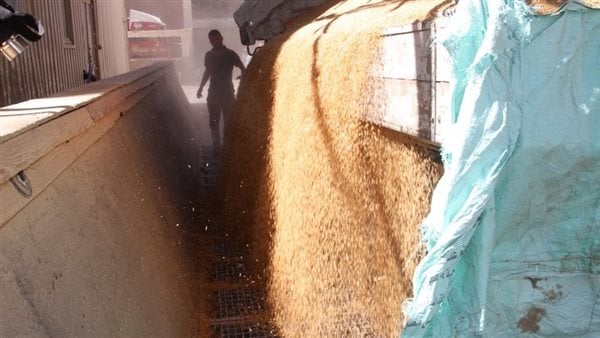 زراعة المنوفية: انتهاء حصاد 18 ألف فدان من القمح.. ومواصلة أعمال التوريد للصوامع زراعة المنوفية: انتهاء حصاد 18 ألف فدان من القمح.. ومواصلة أعمال التوريد للصوامع