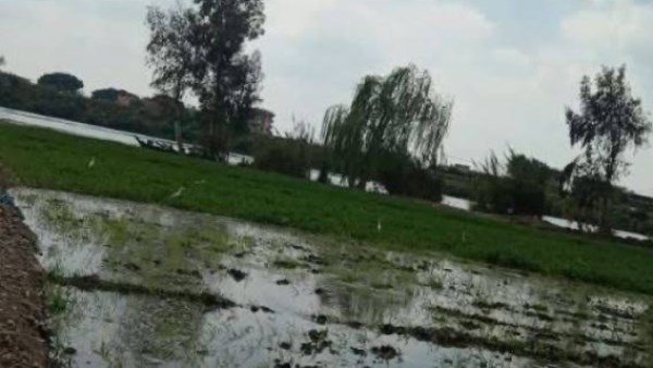 خبير مناخي ينتقد تأخر التحذيرات من غرق أراضي طرح النيل خبير مناخي ينتقد تأخر التحذيرات من غرق أراضي طرح النيل