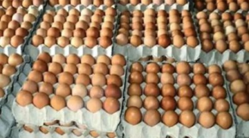 شعبة الدواجن: سعر كرتونة البيض وصلت إلى 90 جنيه