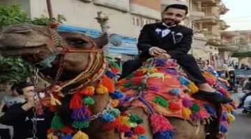 عريس في الشرقية يُعيد إحياء تقاليد الأجداد بزفة على ظهر جمل
