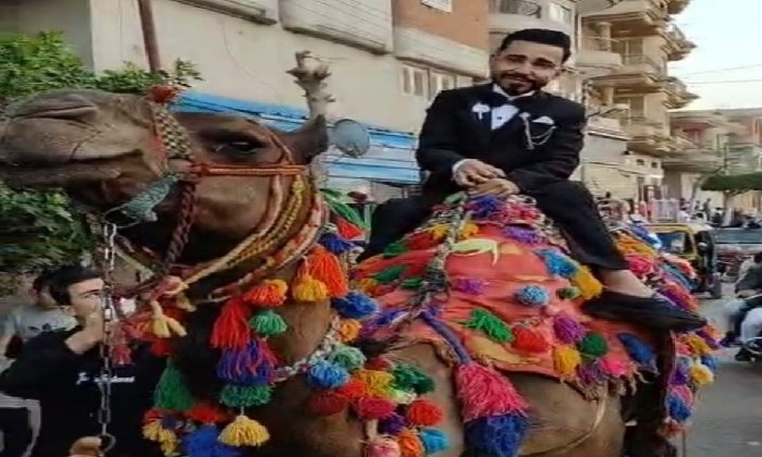 عريس في الشرقية يُعيد إحياء تقاليد الأجداد بزفة على ظهر جمل عريس في الشرقية يُعيد إحياء تقاليد الأجداد بزفة على ظهر جمل