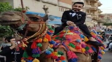 بدل العربية.. عريس يُفاجئ عروسته بزفة على ظهر جمل في الشرقية