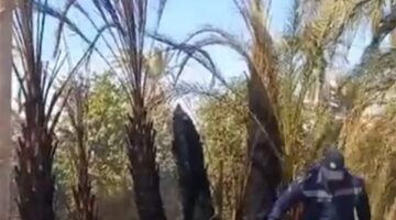 حريق يلتهم 12 نخلة في إسنا.. والحماية المدنية تحاول السيطرة عليه | بث مباشر
