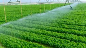 مشروعات عملاقة فى الصحراء.. مستقبل مصر يقود الدولة إلى نهضة زراعية جديدة