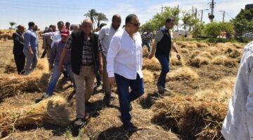 حصاد 37 ألف و730 فدان قمح بأسيوط منذ بدء موسم 2025 وحتى الآن