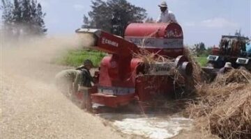 "أكلتها الدراسة "… مصرع سيده من الشنويه أثناء دريس القمح