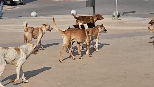 كلب لكل 5 مواطنين.. وكيل نقابة الأطباء البيطريين يحذر من حدوث كارثة
