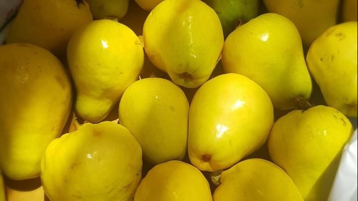 6 توصيات هامة لمزارعي الجوافة يجب مراعاتها.. تعرف عليها 6 توصيات هامة لمزارعي الجوافة يجب مراعاتها.. تعرف عليها