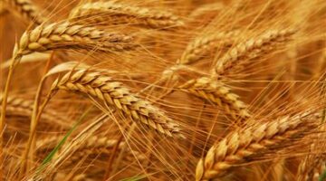 الذهب الأبيض في أيدٍ أمينة.. تخفيضات كبيرة على معدات الحصاد|تفاصيل