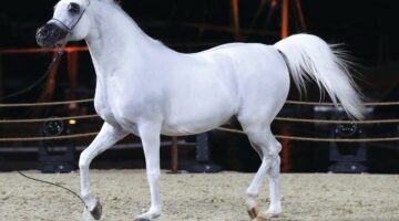 نادي قطر للسباق والفروسية ينظم بطولتين لجمال الخيل العربية