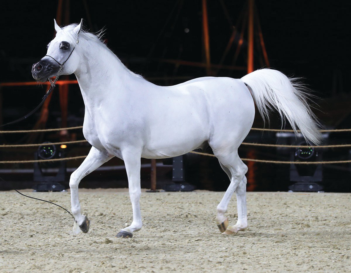 نادي قطر للسباق والفروسية ينظم بطولتين لجمال الخيل العربية نادي قطر للسباق والفروسية ينظم بطولتين لجمال الخيل العربية