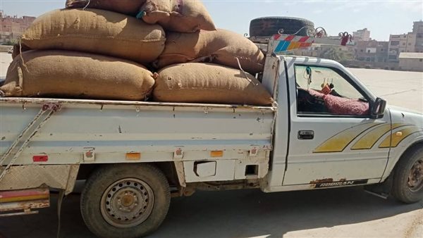 محافظ المنيا: توريد 77 ألف طن من القمح للشون والصوامع محافظ المنيا: توريد 77 ألف طن من القمح للشون والصوامع