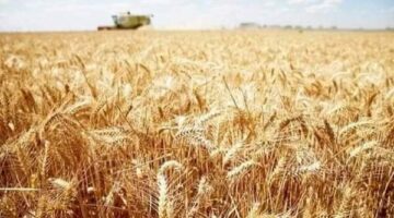 الزراعة ترصد حصاد أسبوع من الأنشطة.. ضبط مخالفات وتحصين مواشي وإزالة تعديات