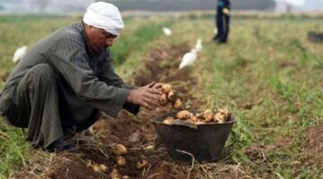 الجريدة الرسمية تنشر قرار اعتماد أوراق تأسيس النقابة العامة للفلاحين وصغار المزارعين