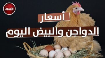 بورصة الدواجن اليوم الثلاثاء 29 أبريل 2025.. أسعار الفراخ البيضاء في السوق الآن