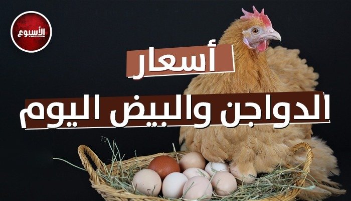 بورصة الدواجن اليوم الثلاثاء 29 أبريل 2025.. أسعار الفراخ البيضاء في السوق الآن بورصة الدواجن اليوم الثلاثاء 29 أبريل 2025.. أسعار الفراخ البيضاء في السوق الآن