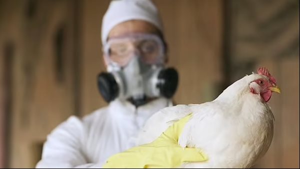 إنفلونزا الطيور تهدد الصحة العالمية.. تحذيرات عاجلة من وباء وشيك إنفلونزا الطيور تهدد الصحة العالمية.. تحذيرات عاجلة من وباء وشيك