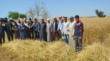 الزراعة تواصل متابعة أعمال حصاد وتوريد القمح بالمحافظات