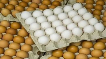 25 جنيها مرة واحدة.. قرار وزاري بخفض سعر البيض بمنافذ التموين لهذا السبب