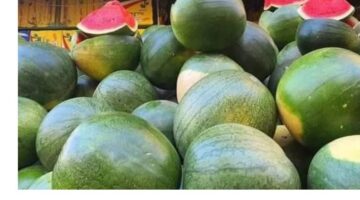 بعدما وصلت لـ250 جنيها.. شعبة الخضروات والفاكهة: سعر البطيخة يتراجع 130 جنيها.. والانخفاض مستمر