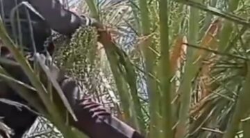 زراعة النخيل بالوادي الجديد.. الأم والخالة والعمة سبيل المزارعين لتقويس عراجين البلح