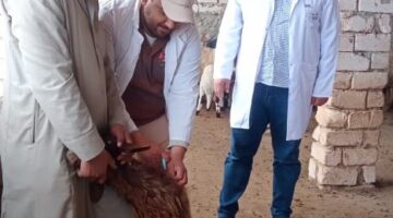 بيطري مطروح: تحصين 47205 من الأغنام ضد الحمى القلاعية والوادي المتصدع