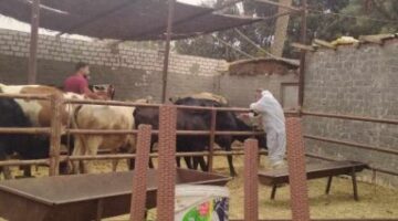 شن حملات بيطرية على أسواق الدواجن والماشية في الإسماعيلية