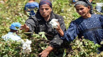 وزارة المالية تسدد 3 مليارات جنيه الأسبوع المقبل باقي مستحقات المزارعين موردي محصول القطن