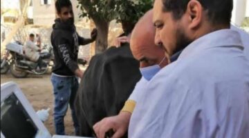بيطري المنيا: تقديم خدمات لـ41 ألف رأس ماشية لتحسين السلالات المحلية