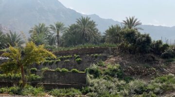 إندونيسيا وكندا تزرعان شتلات 100 شجرة نادرة في إقليم كاليمانتان الجنوبية