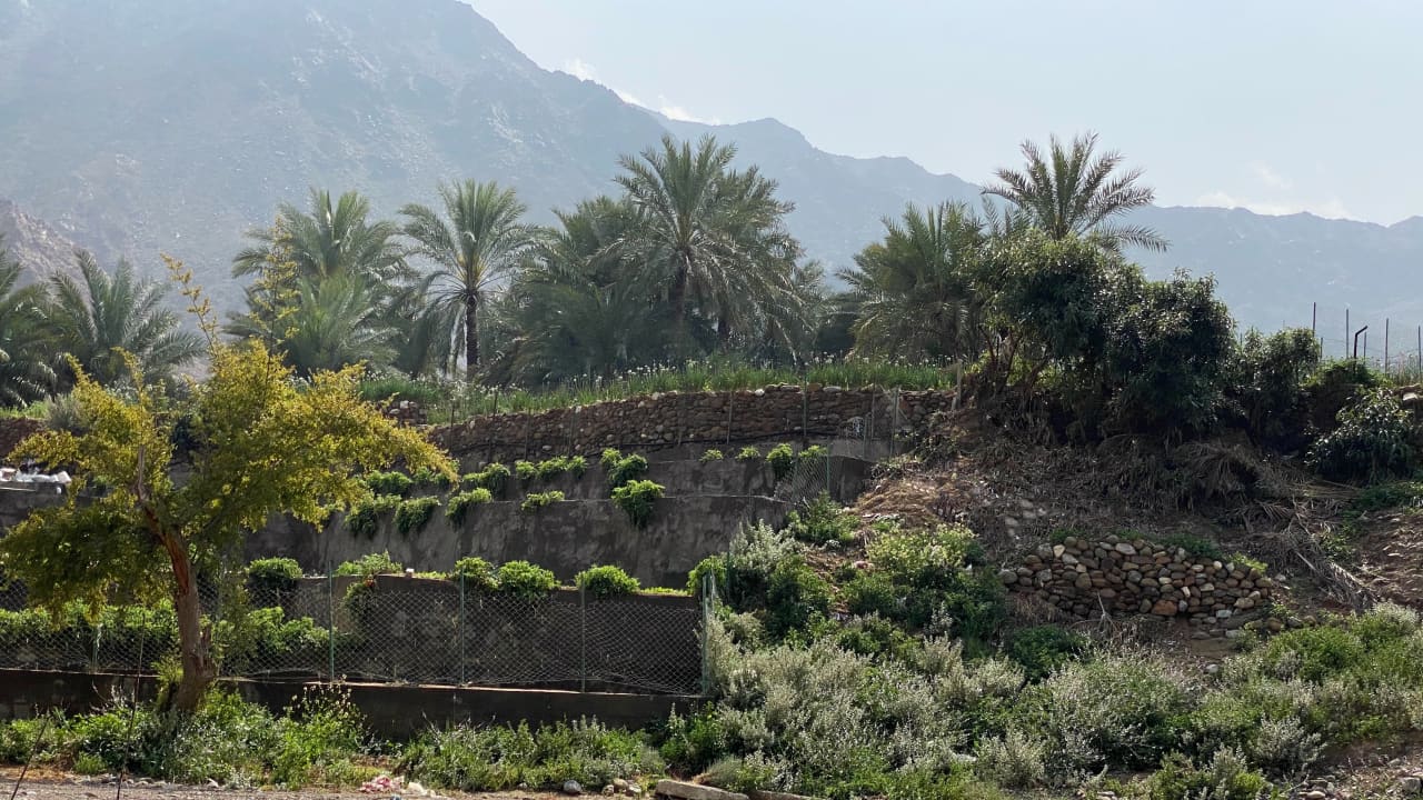 إندونيسيا وكندا تزرعان شتلات 100 شجرة نادرة في إقليم كاليمانتان الجنوبية