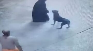 الداخلية تكشف ملابسات فيديو تضمن دفع شخص كلب للهجوم على سيدة