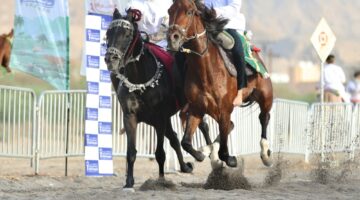 85 فارسًا وفارسة في عرضة الخيل التقليديّة ومهارات الفروسيّة بولاية العامرات