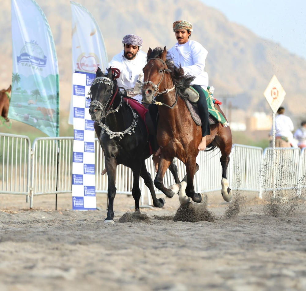 85 فارسًا وفارسة في عرضة الخيل التقليديّة ومهارات الفروسيّة بولاية العامرات 85 فارسًا وفارسة في عرضة الخيل التقليديّة ومهارات الفروسيّة بولاية العامرات