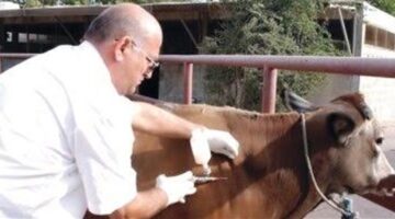 تحصين 50% من الثروة الحيوانية بجنوب سيناء ضد الحمى القلاعية والوادي المتصدع