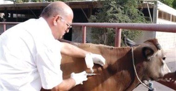 تحصين 50% من الثروة الحيوانية بجنوب سيناء ضد الحمى القلاعية والوادي المتصدع تحصين 50% من الثروة الحيوانية بجنوب سيناء ضد الحمى القلاعية والوادي المتصدع