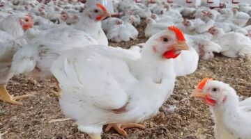 78 جنيها للكيلو.. انخفاض أسعار الدواجن بأسواق كفر الشيخ