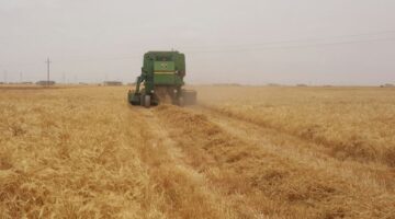 الري بحساب.. نصيحة أخيرة من الزراعة قبل بدء حصاد القمح