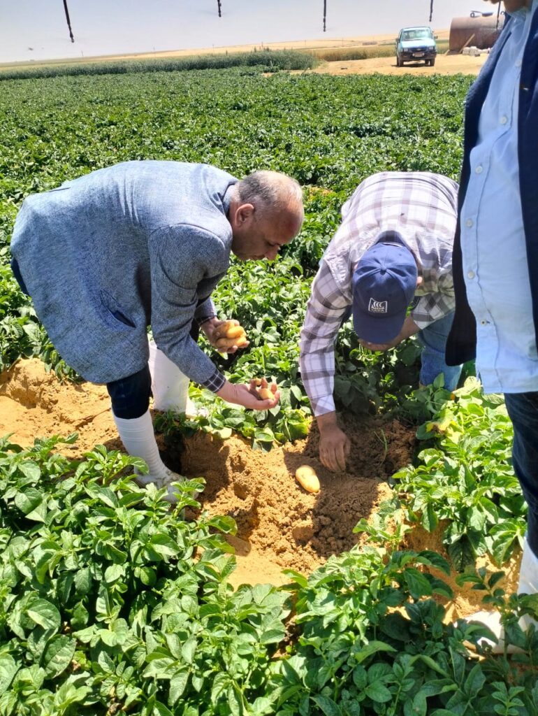 تقاوي البطاطس